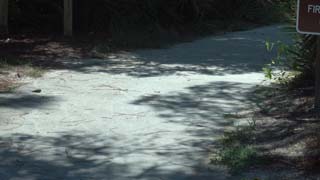 Even more shadows on sidewalk